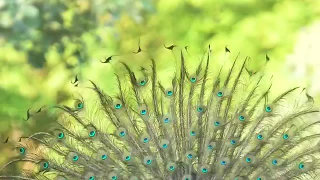 Peacock dance | Amazing bird world | How to dance peacock