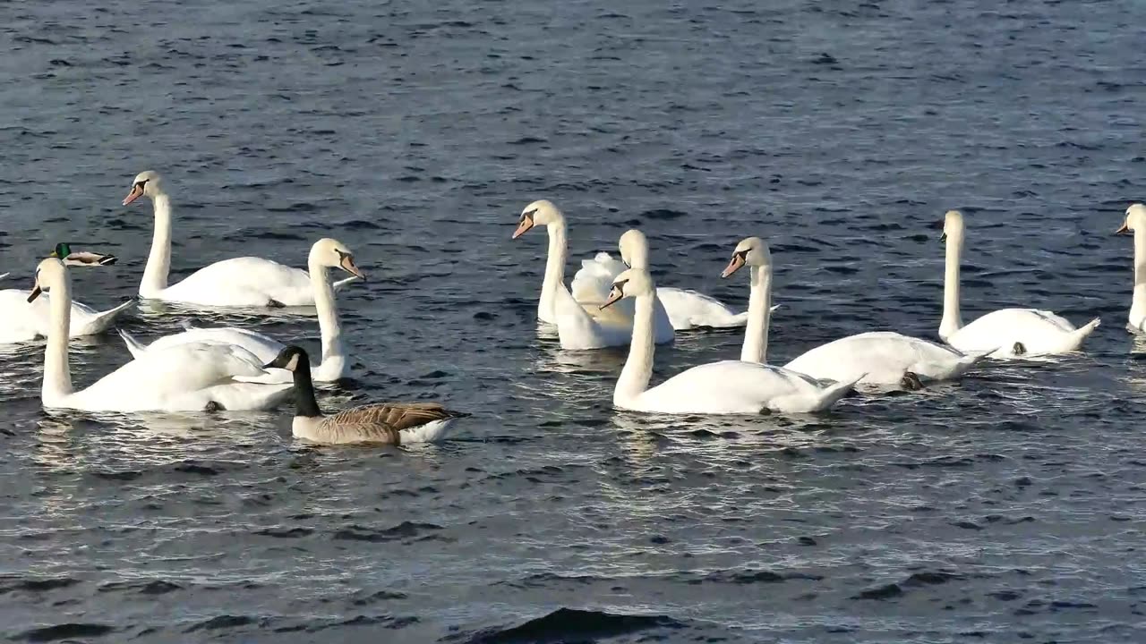 Swans_Bird