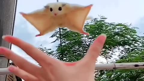 Flying bat | cute bat🦇