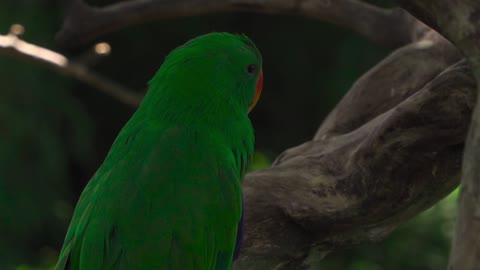 cute animal video in rumble