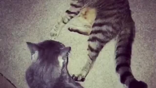 Grey and brown cat fight wrestle on carpet in dark