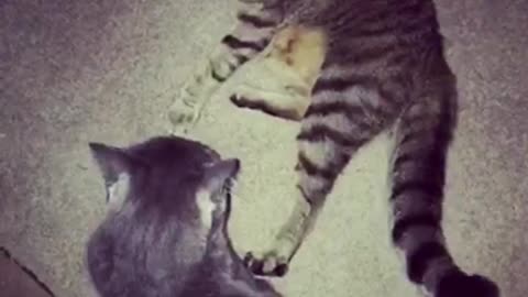 Grey and brown cat fight wrestle on carpet in dark