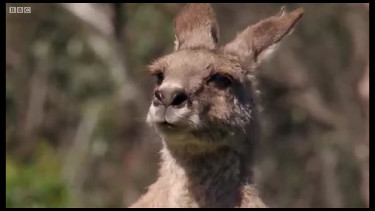 Kangaroo training her cub to fight.