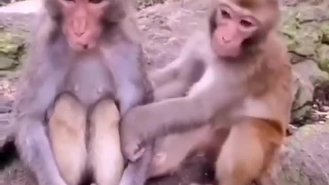 RUMBLE / SAD/ MONKEY // This monkey is very intelligent wow