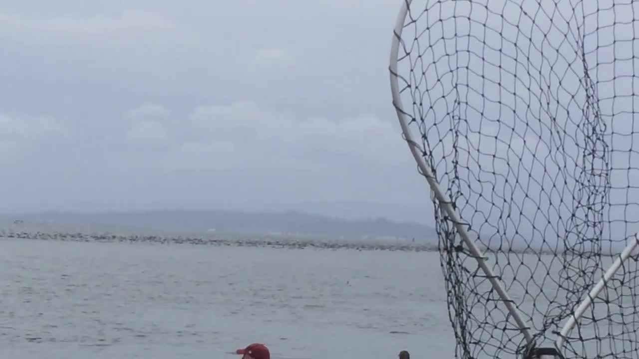 Invasive Cormorants on the Columbia River