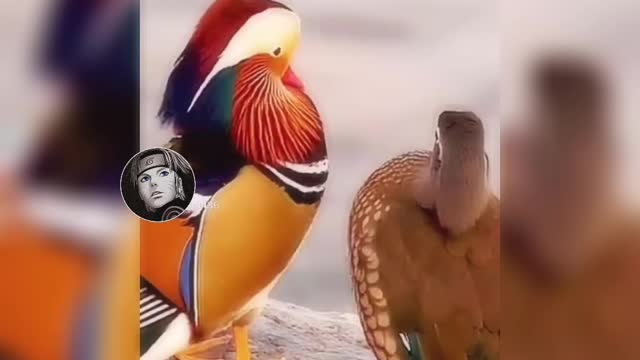 Cute Birds Sounds