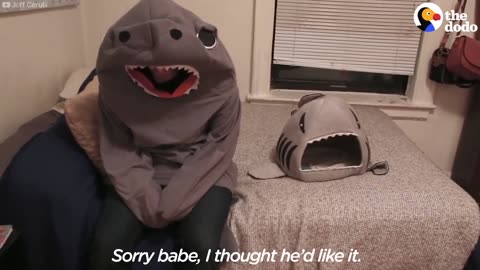 Guy Dresses Up As His Cat's Favorite Toy After Seeing Viral Video
