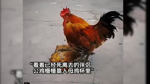 Two Cute Chickens, Funny Clip