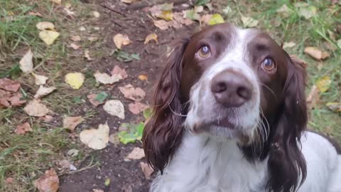 English Springer Spaniels Enjoying A quick walk in Central Scotland