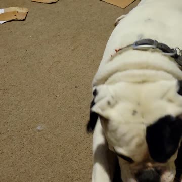 American Bulldog and a Box.