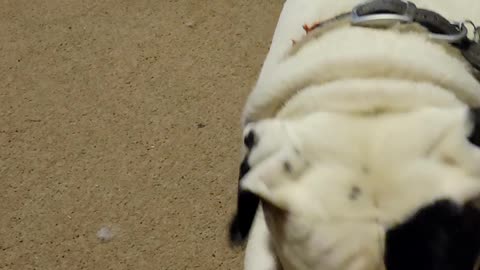 American Bulldog and a Box.