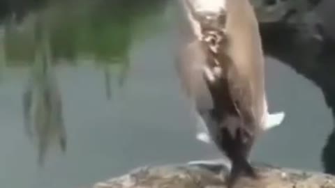 cute bird dancing