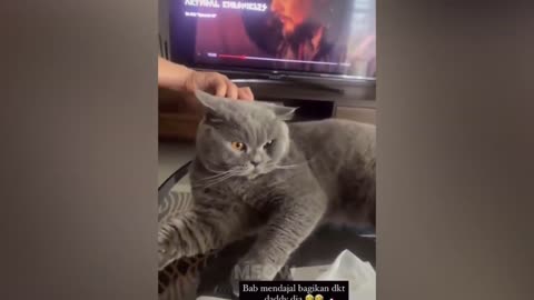 Angry Pets Videos