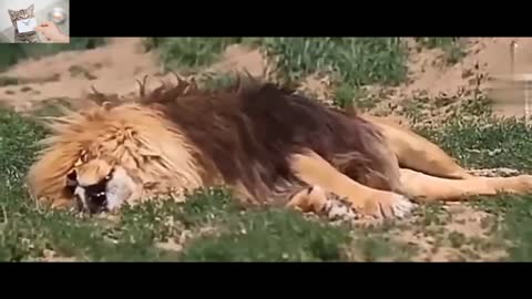 The last moment life of a lion