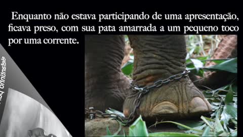 Metáfora do elefante