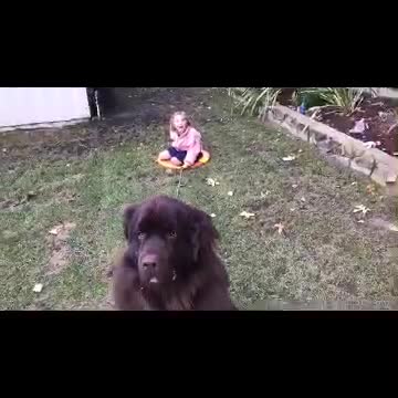 Massive dog pulls girl on sled with ease