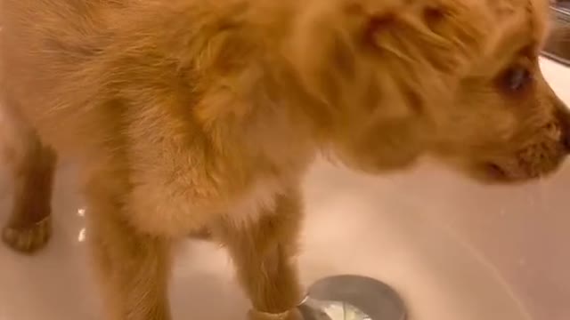 cute_animals #cute_animal_videos #cute_baby_animals #cute_pets #cute_videos #funny_animals