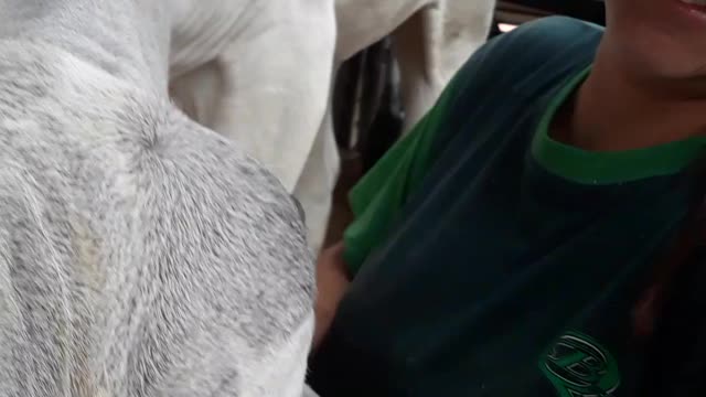 Cow and Woman Have Special Bond