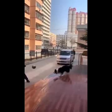 Two-legged lost 😄