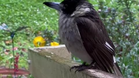 Beautiful Birds voice