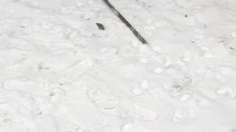 Nope you can’t have the broom