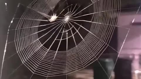 Spider making it's net