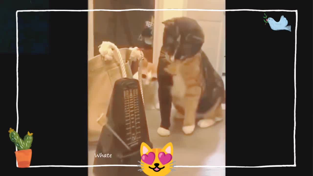 >>>Try not to laugh to these cute pets compilation 😻😻😻<<<