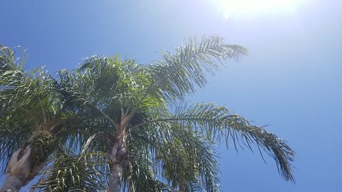 Heat Wave baby weired peppers popping up