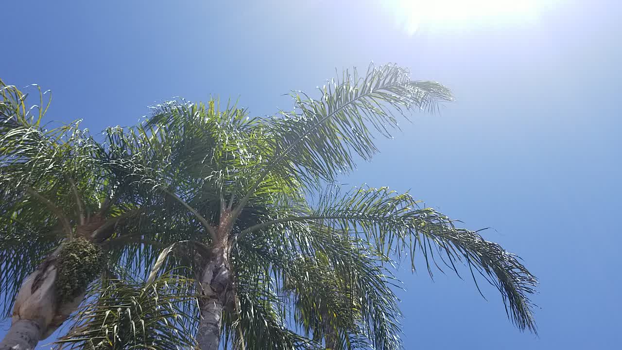 Heat Wave baby weired peppers popping up