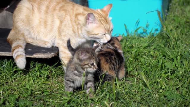 Mother Cats taking care of their cute Kittens safety, Mom cat and Kitten Compilation