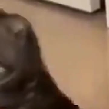 2021 cute pupps and kittens #4