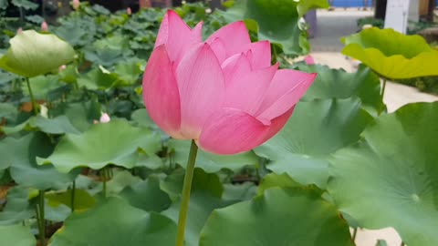 beautiful lotus