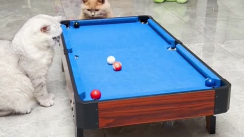 Cats playing human games 🥰❤️