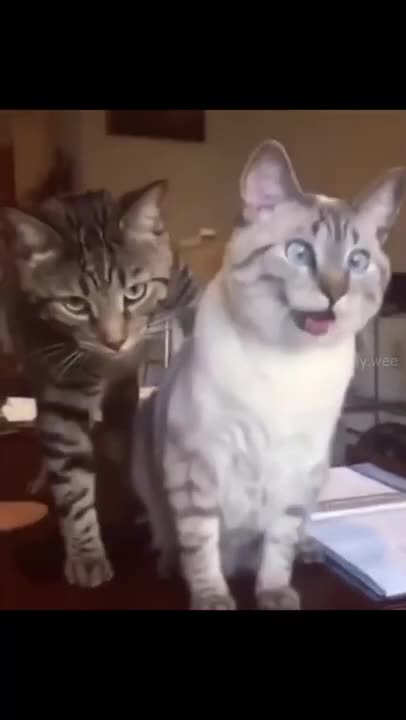 THE FUNNIEST ANIMALS - #animals #funny #shorts