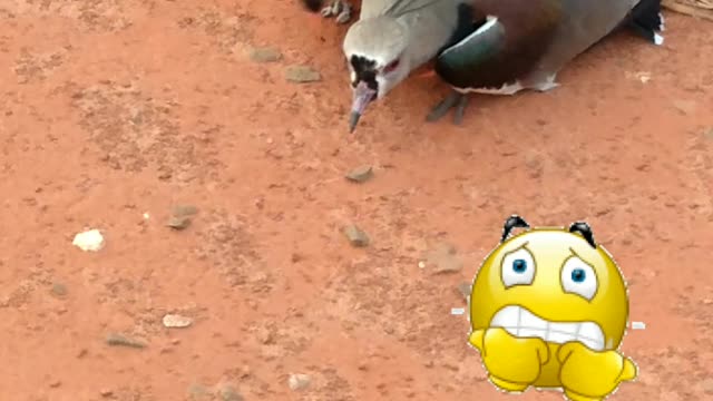 Ferrão do Quero Quero
