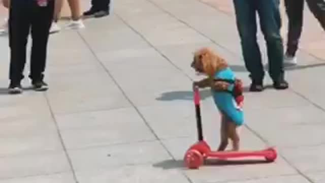 The super Dog in China