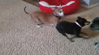 Our dogs at play with Feisty Fiona