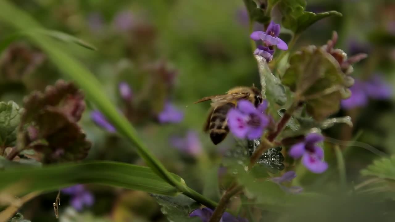 See how bees make honey