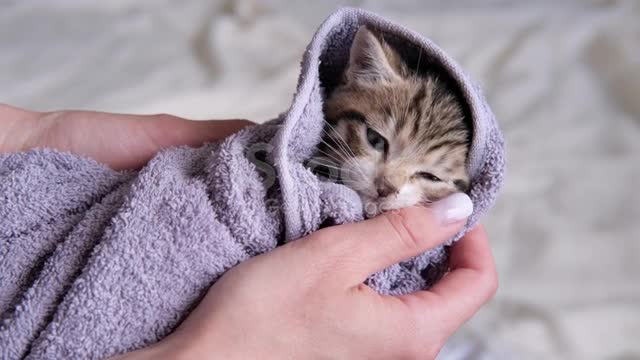 Stripped kitty in towel