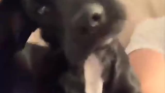 Funny DOGS