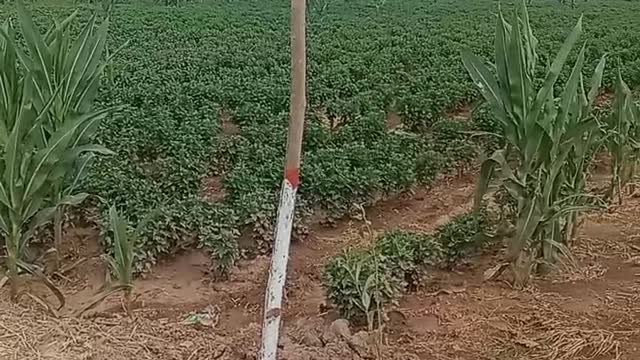 A Chrysanthemum tree planted in a field