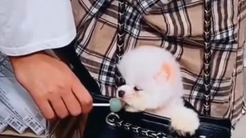 Cute dog