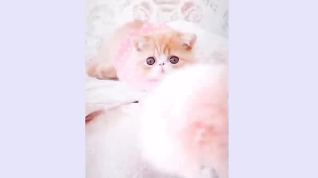 Very very very cute cat is playing with owner😍 must watch