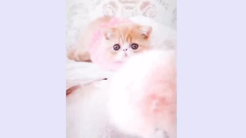 Very very very cute cat is playing with owner😍 must watch