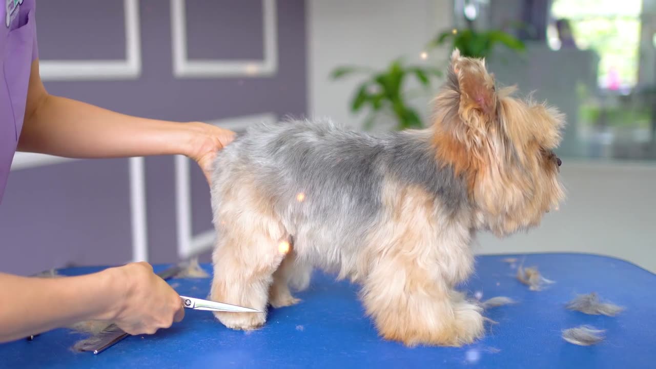 When Dogs Pet: Cute Dogs Enjoying Beauty and Bathing Time