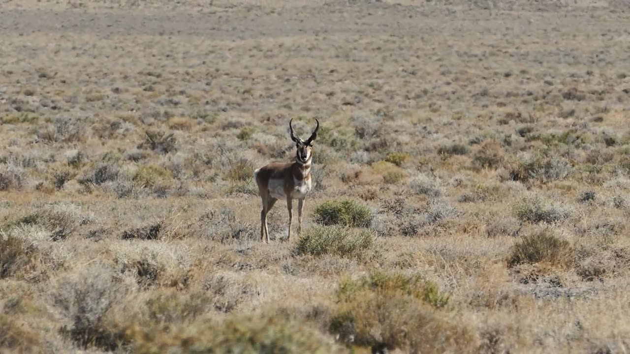 Walking of desert Jackie