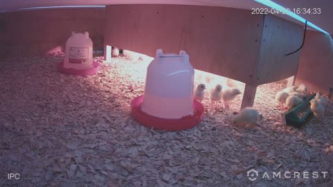 Chicken Cam Apr 22