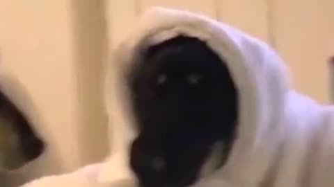 Funny dog video