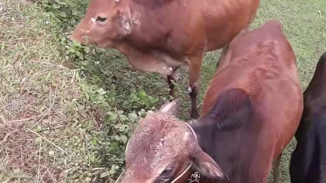 herd of cows eating grass by the stream