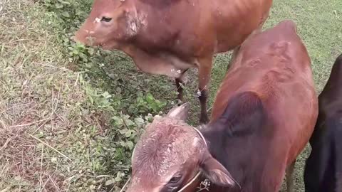 herd of cows eating grass by the stream